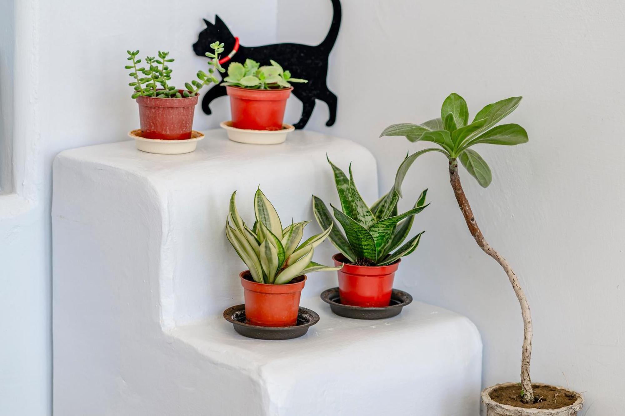 Bed and Breakfast Cat At Greece Nanwan Exterior foto